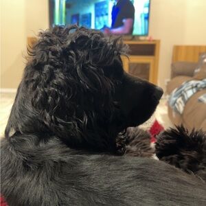 Meet your Posher, Emma